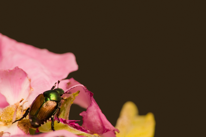 Why You Need Japanese Beetle Control