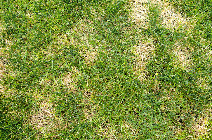 Top Turf and Sod Pests Needing Professional Lawn Pest Control