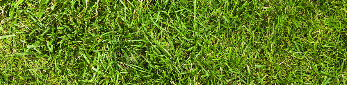 Miss Soft Grass? Ask Us About Our Crab Grass Treatment